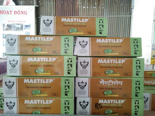 Mastilep - Kháng sinh thảo dược phòng trị viêm vú cho bò sữa, lợn nái nuôi con