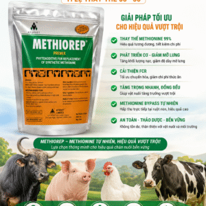 Methiorep - Vỗ béo thảo dược, tăng khô béo